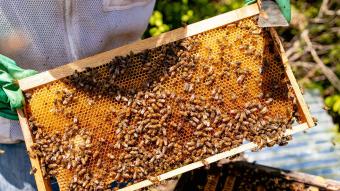 Marriott pede conservação de abelhas