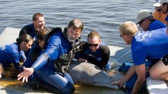 SeaWorld celebra o mês dos golfinhos