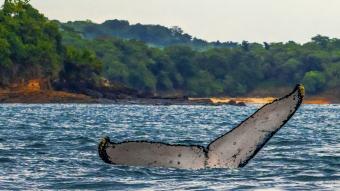 Panamá: mares de verão e vida selvagem maravilhosa