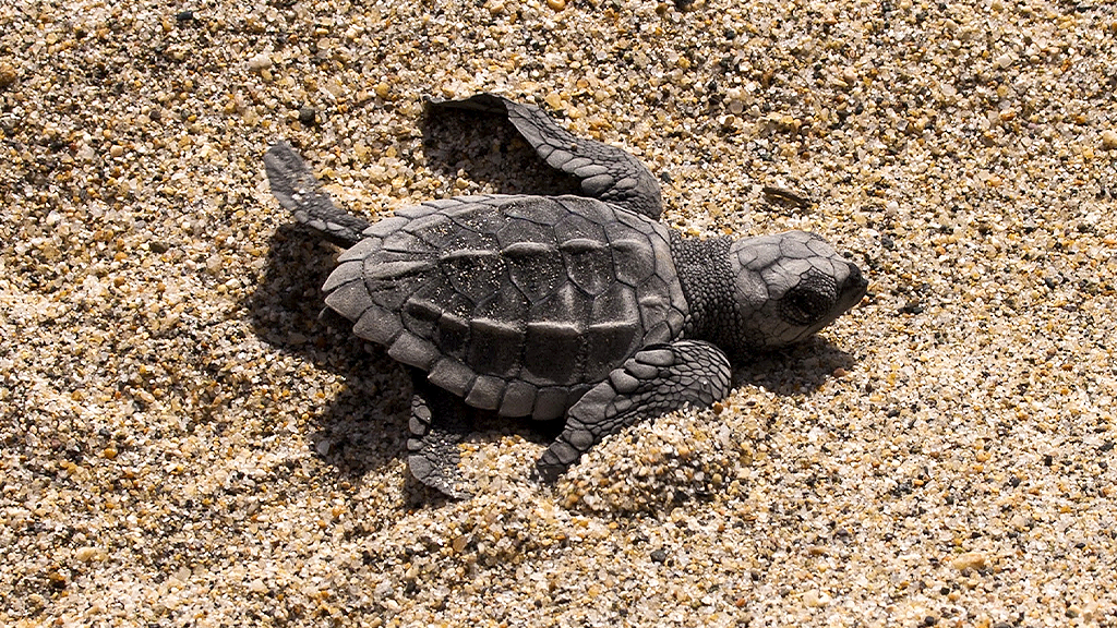 Puerto Vallarta começa sua temporada mais emocionante com o lançamento de tartarugas