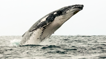 A temporada de observação de baleias jubarte começou no Equador