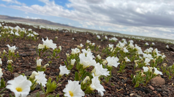 Chile inaugura a temporada do Desierto Florido no Atacama